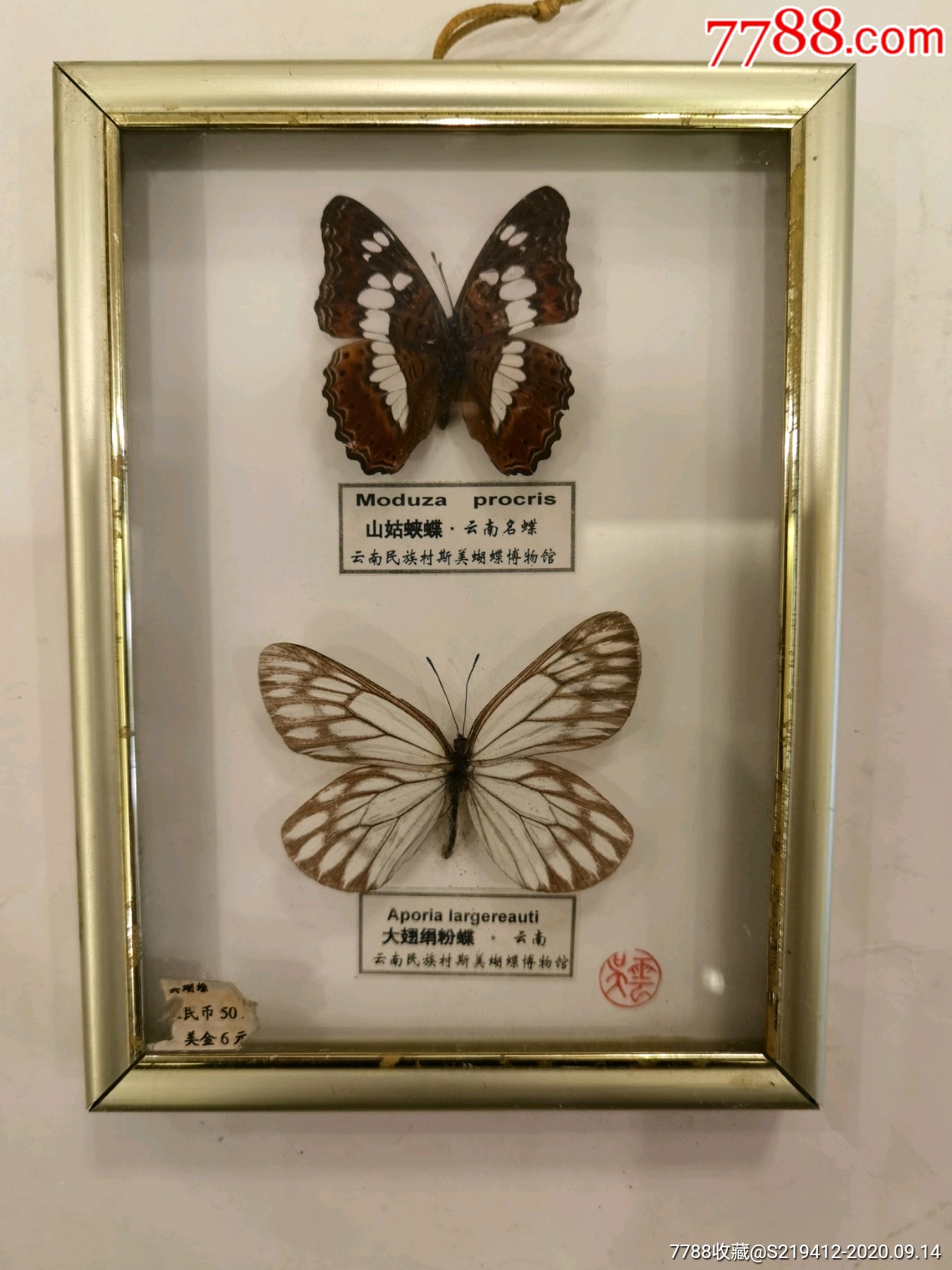 昆虫标本标签格式图片