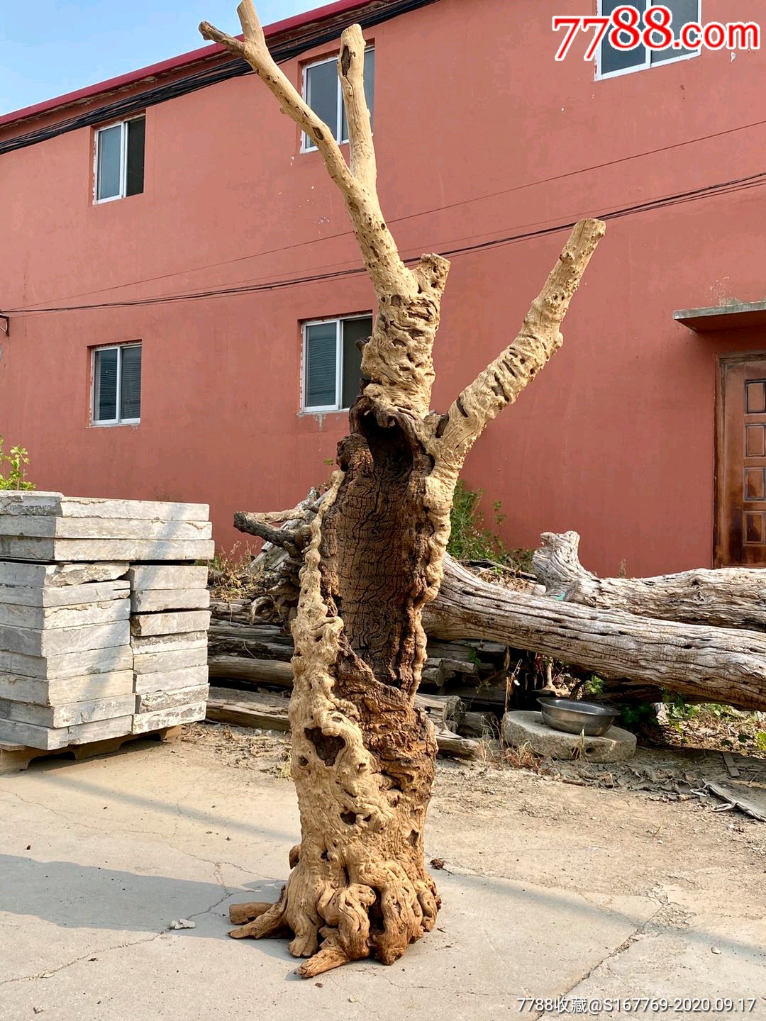 雷击枣木,造型别致美观!