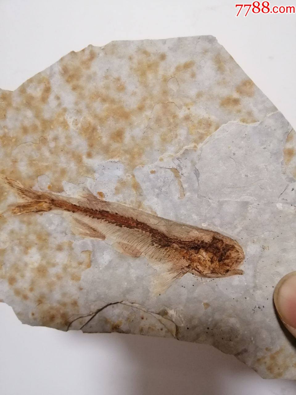 亿年前的页岩鱼化石一块(a4590)_价格320.
