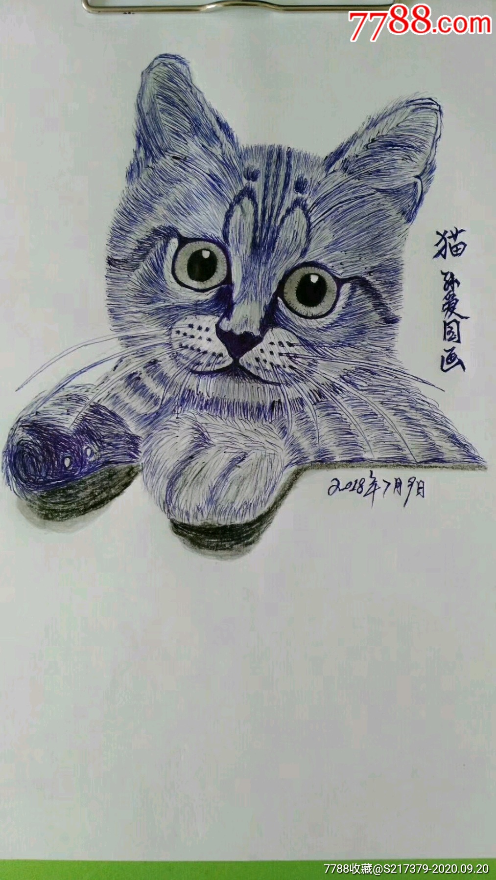 英短蓝猫绘画素描图片