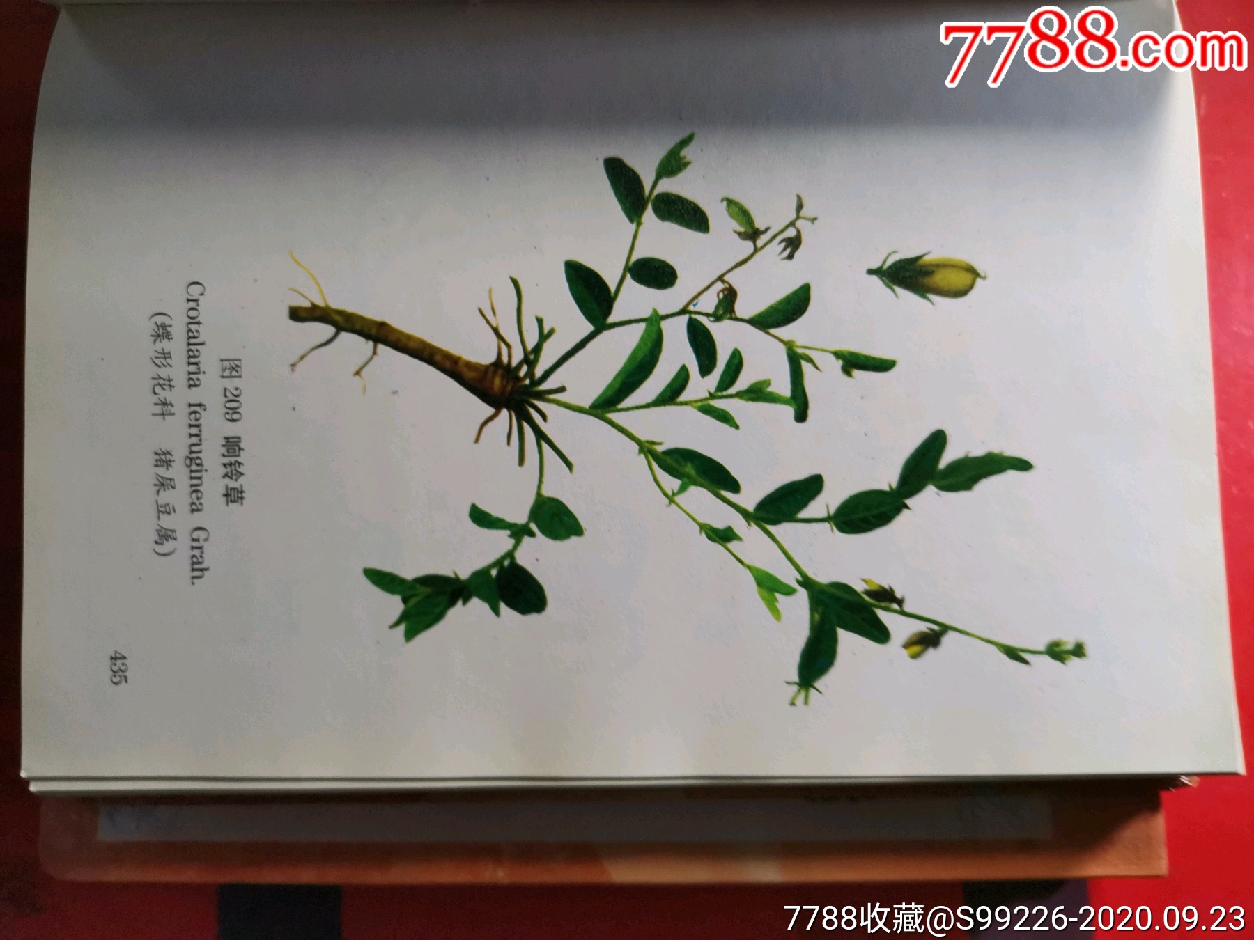 云南中草药彩图精选(珍藏上下本)_医书/药书_第11张_7788书籍