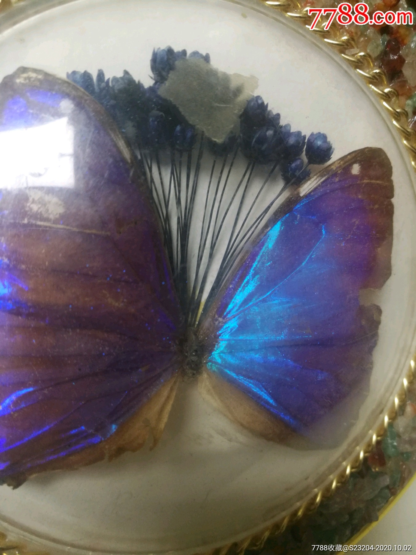 巴西国蝶大蓝闪蝶(闪光蝶)