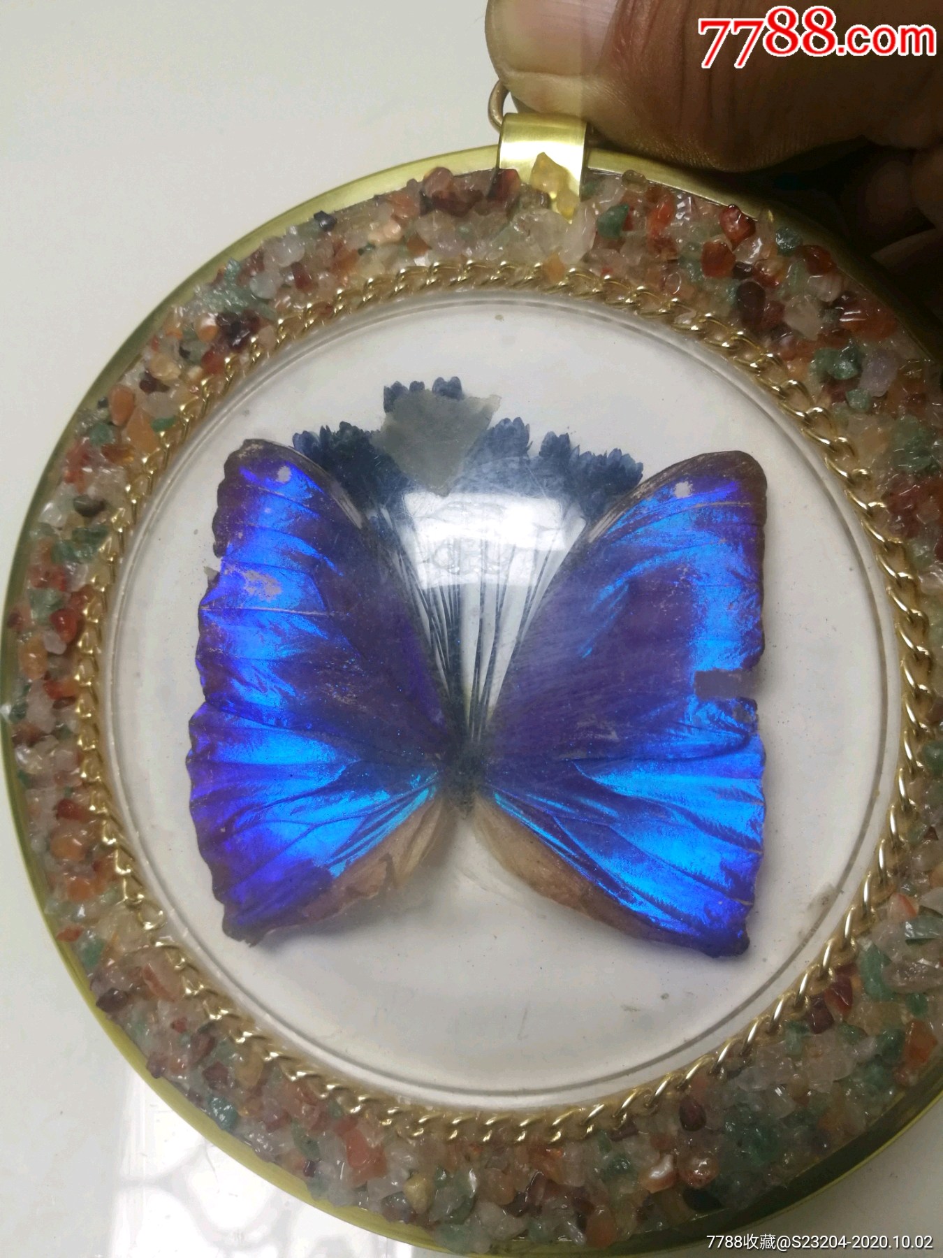 巴西国蝶大蓝闪蝶(闪光蝶)