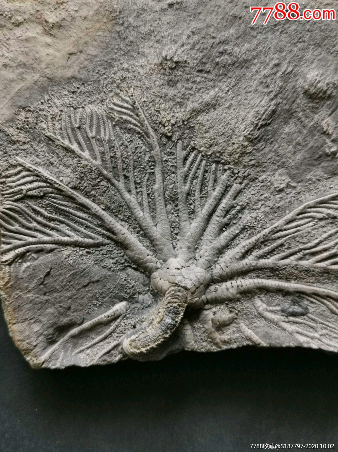 ゆんフリー写真素材集 : No. 9978 植物の化石 [日本 / 東京]