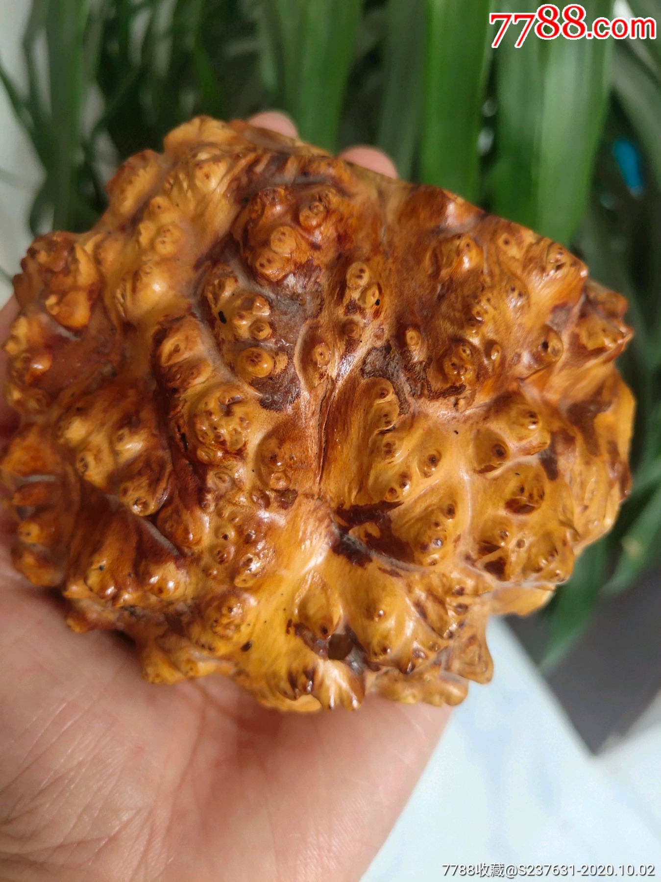 沙枣木满瘤小料-和田玉-7788收藏