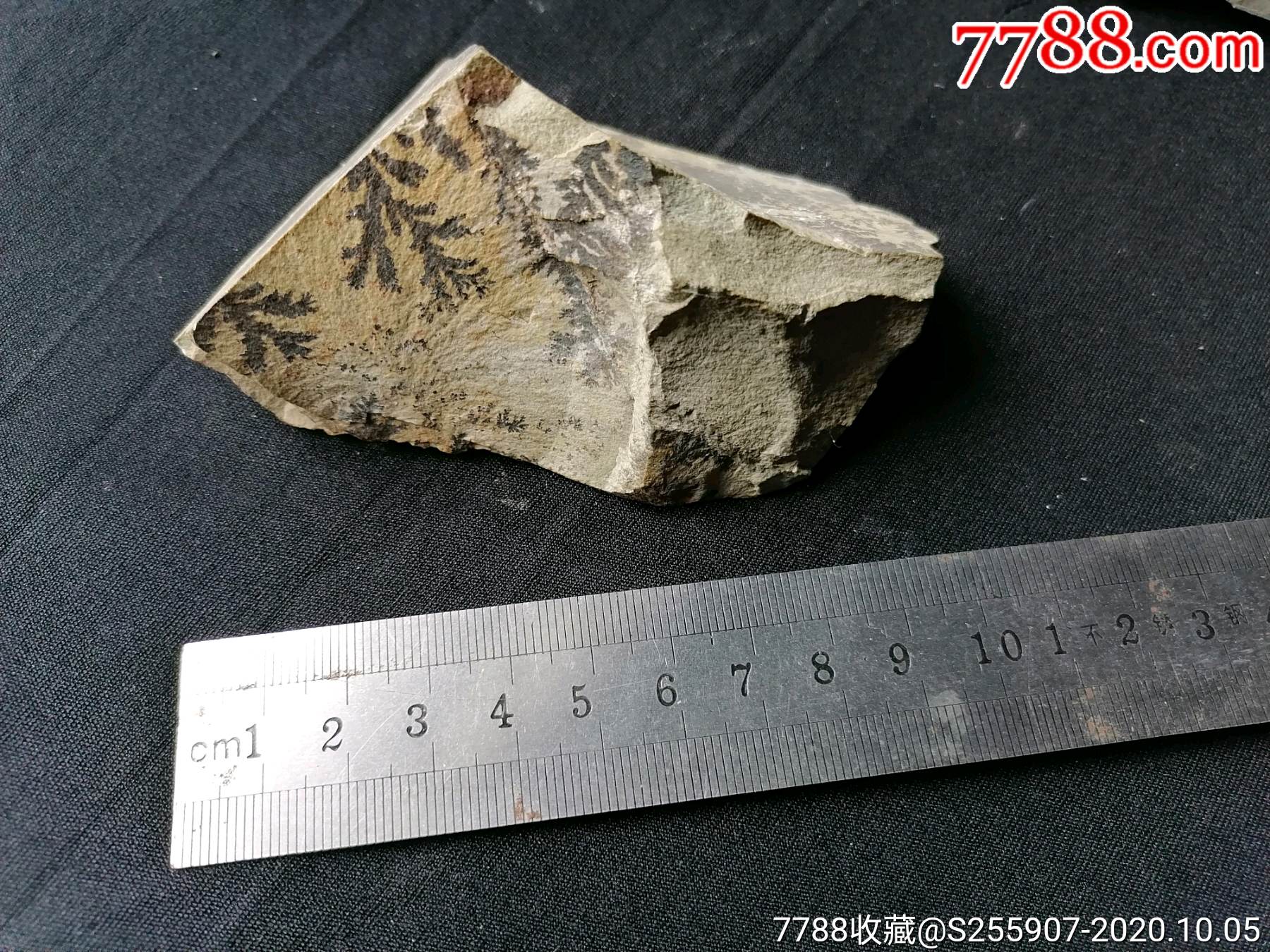 水草化石-价格:50元-se75820341-动植物化石-零售-7788铜器收藏