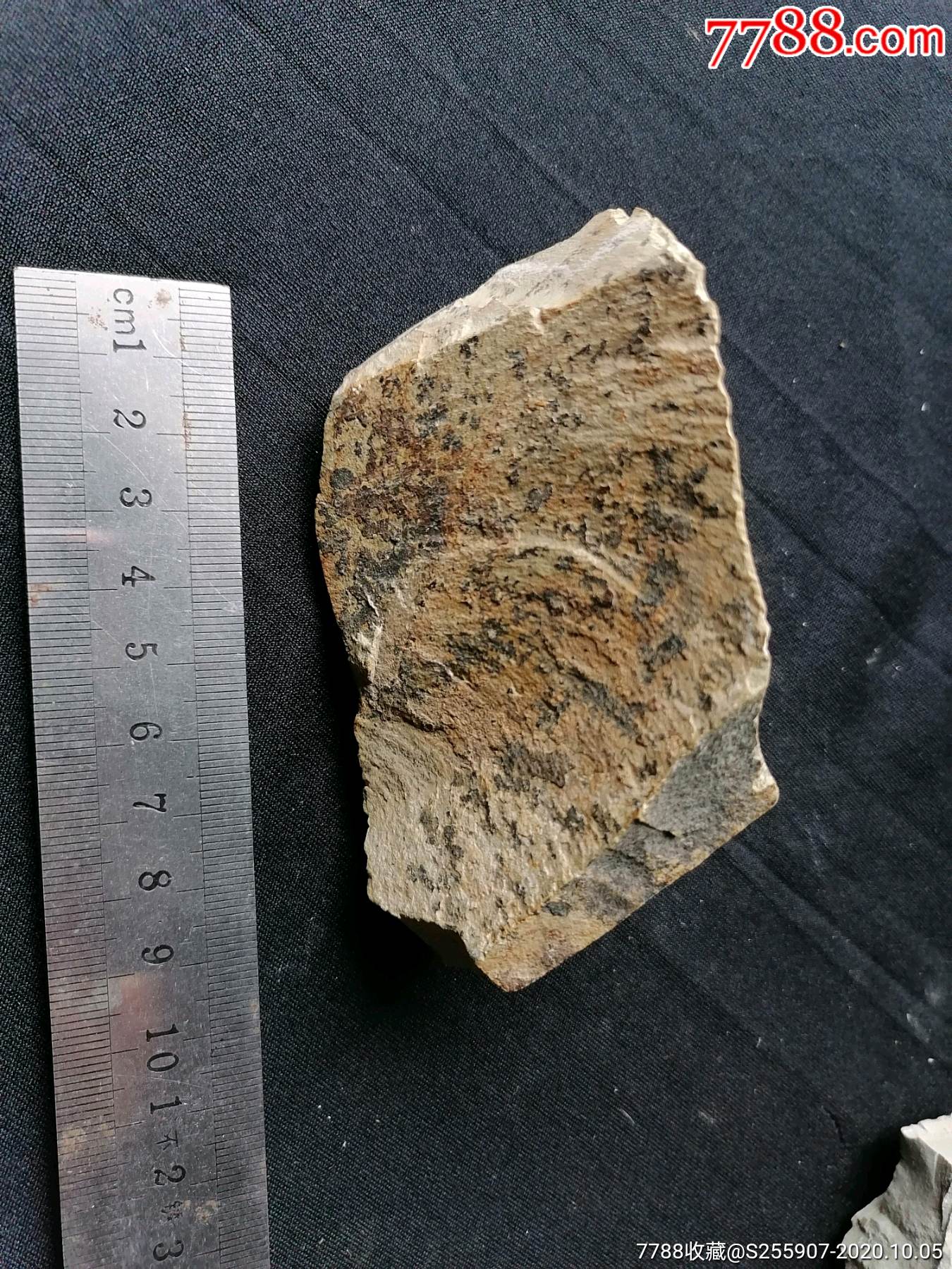 水草化石-价格:50元-se75820341-动植物化石-零售-7788铜器收藏