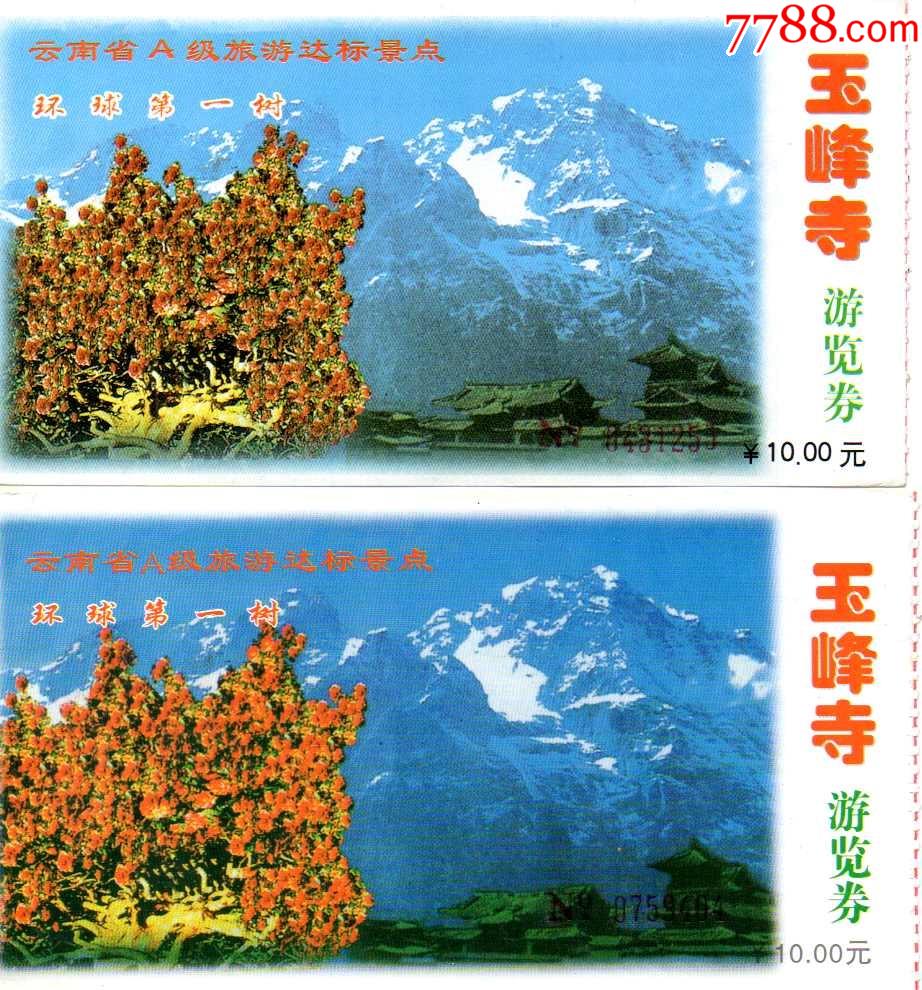 世界遗产丽江古城玉峰寺00和01年一对环球第一树