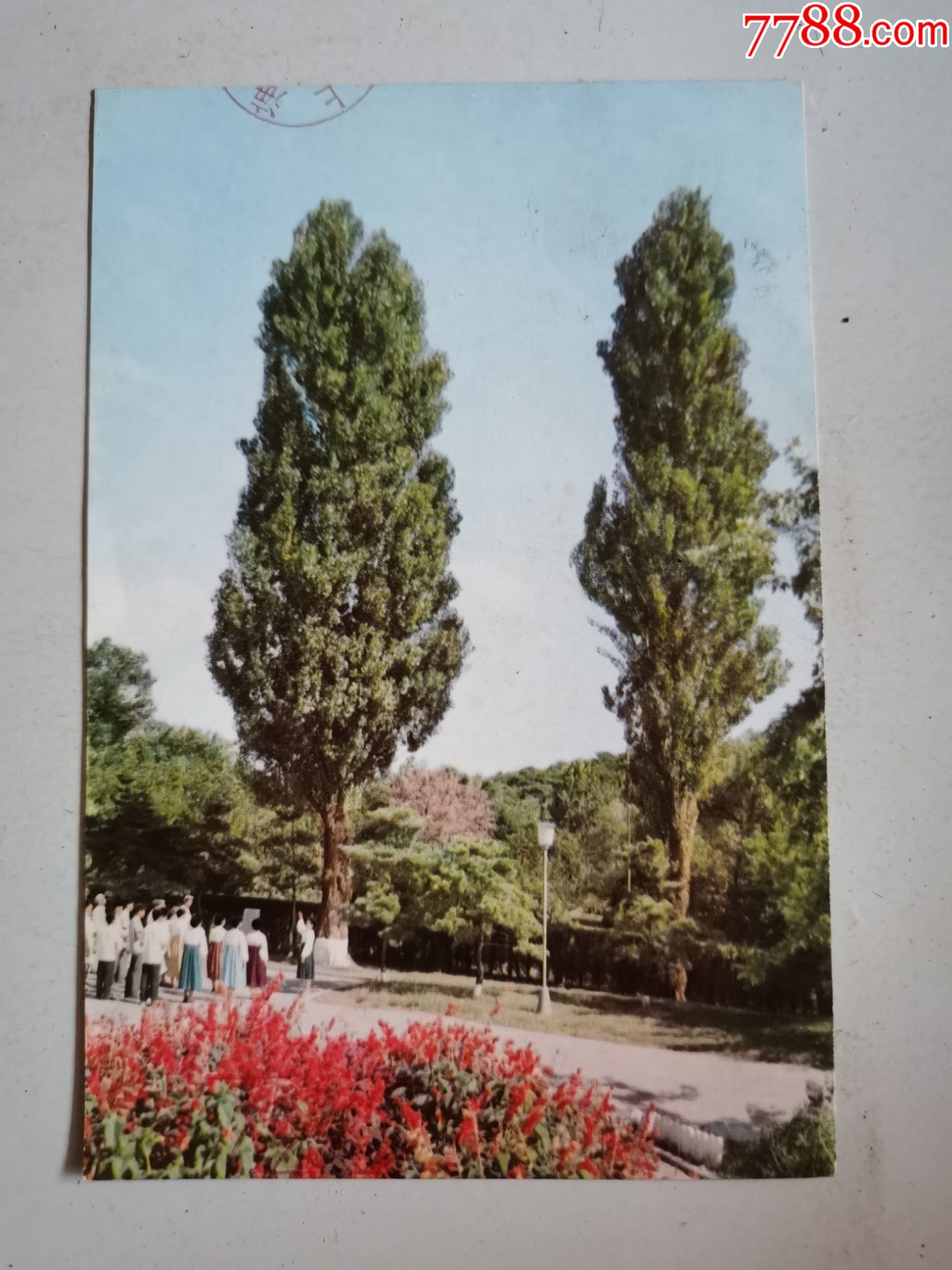 白杨树植物记录卡图片