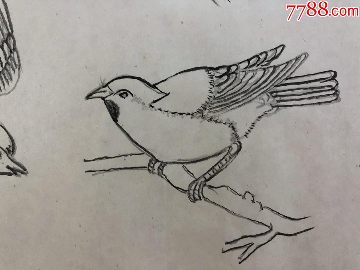 書畫8*47無款工筆白描花鳥畫稿