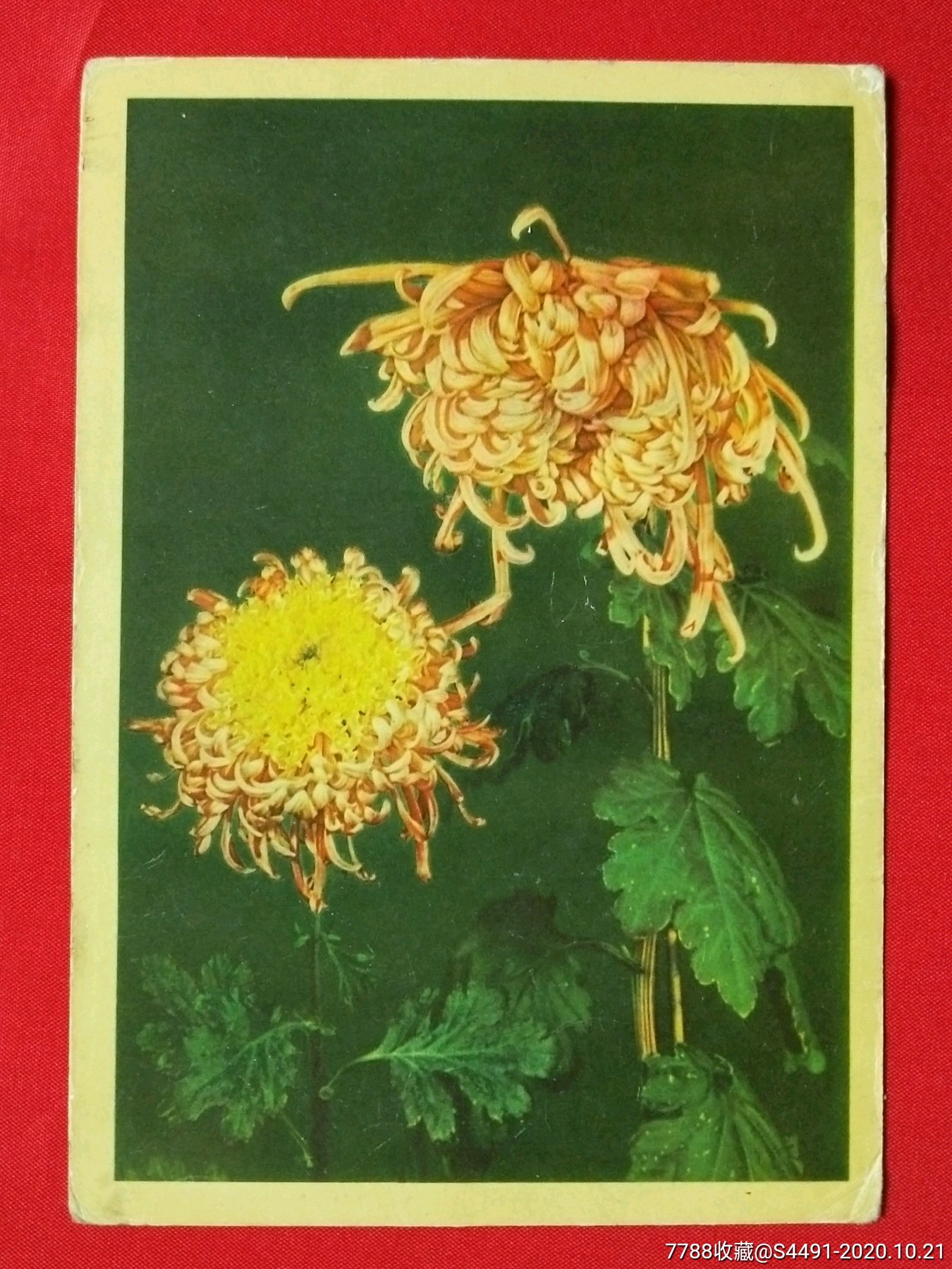 60年代-------菊花明信片