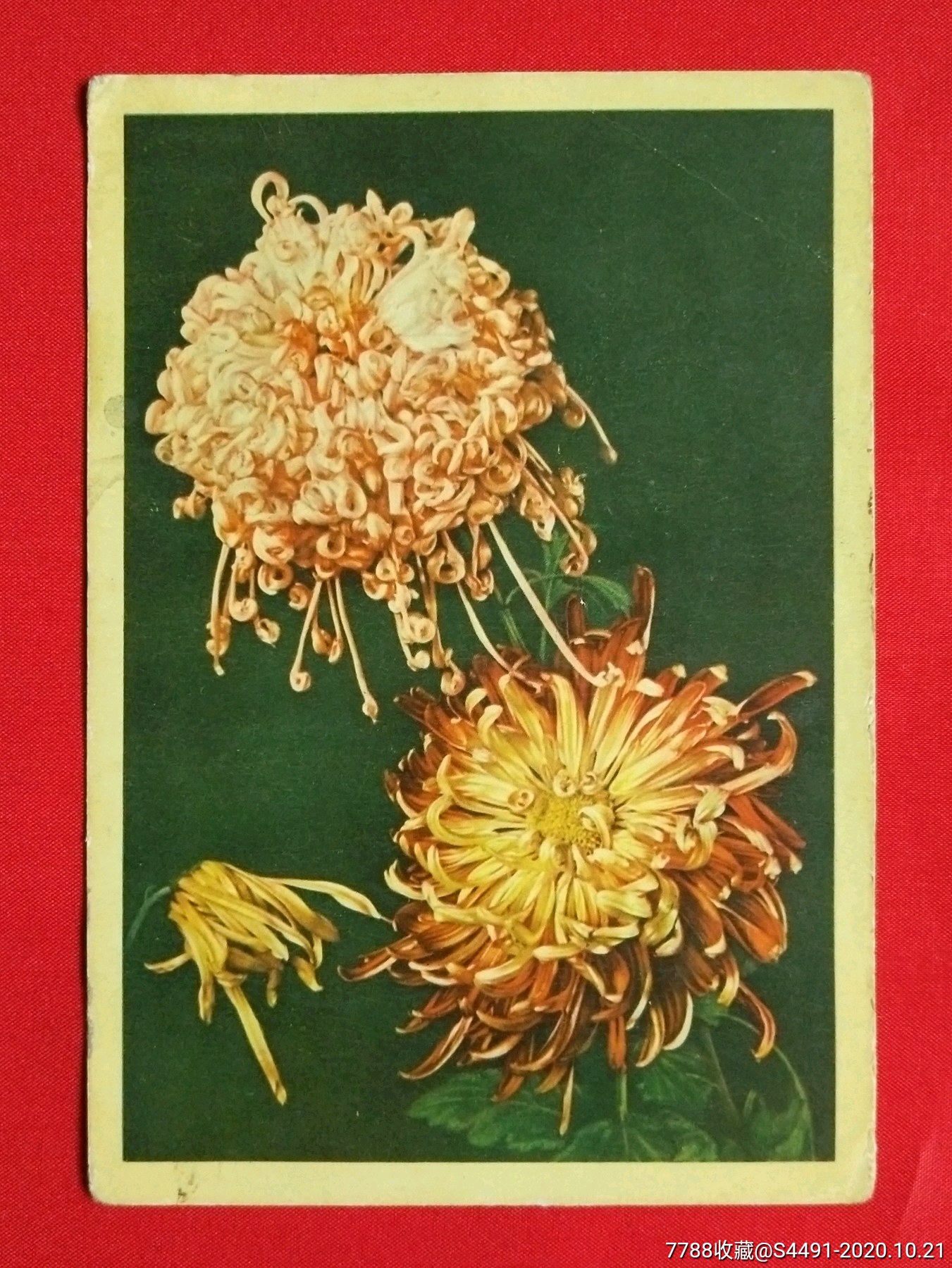 60年代菊花明信片