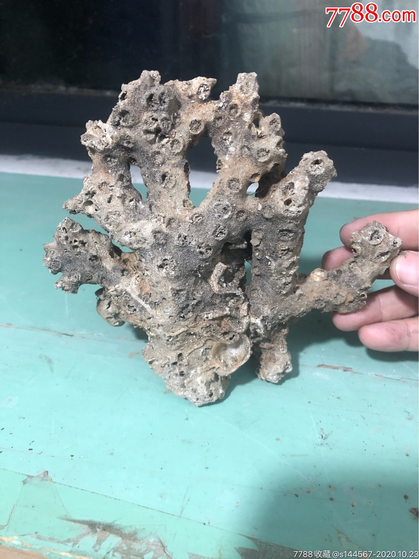 几十年海底石珊瑚摆件
