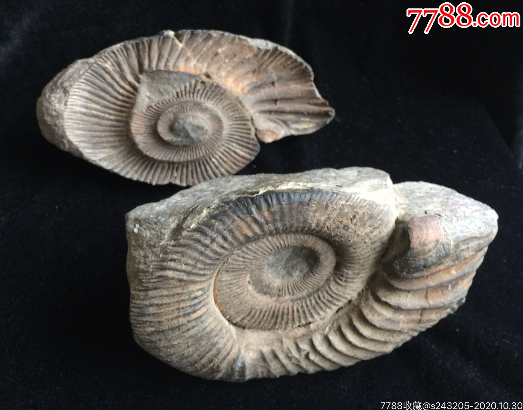 远古珠峰海螺化石