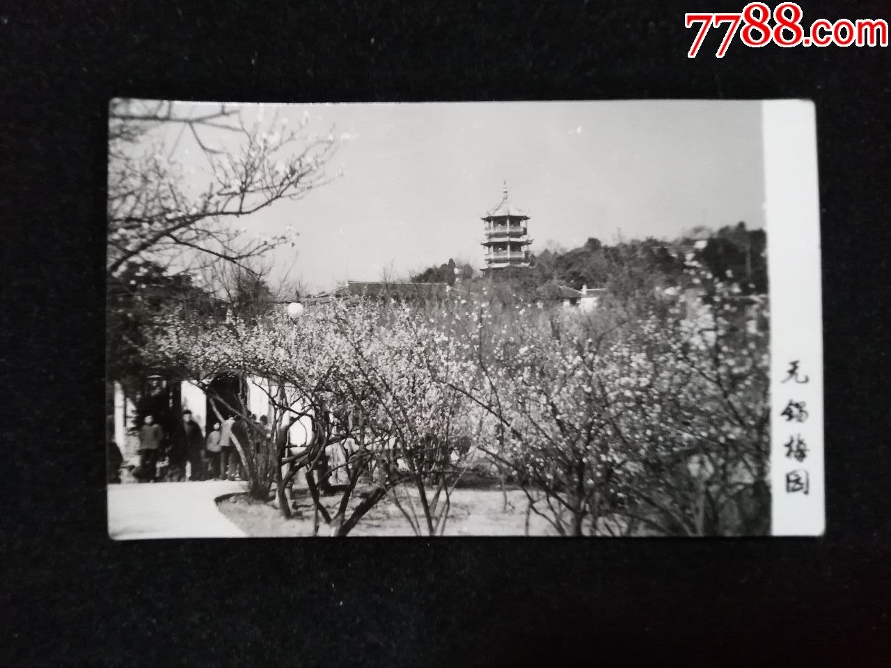 无锡梅园6厘米10厘米