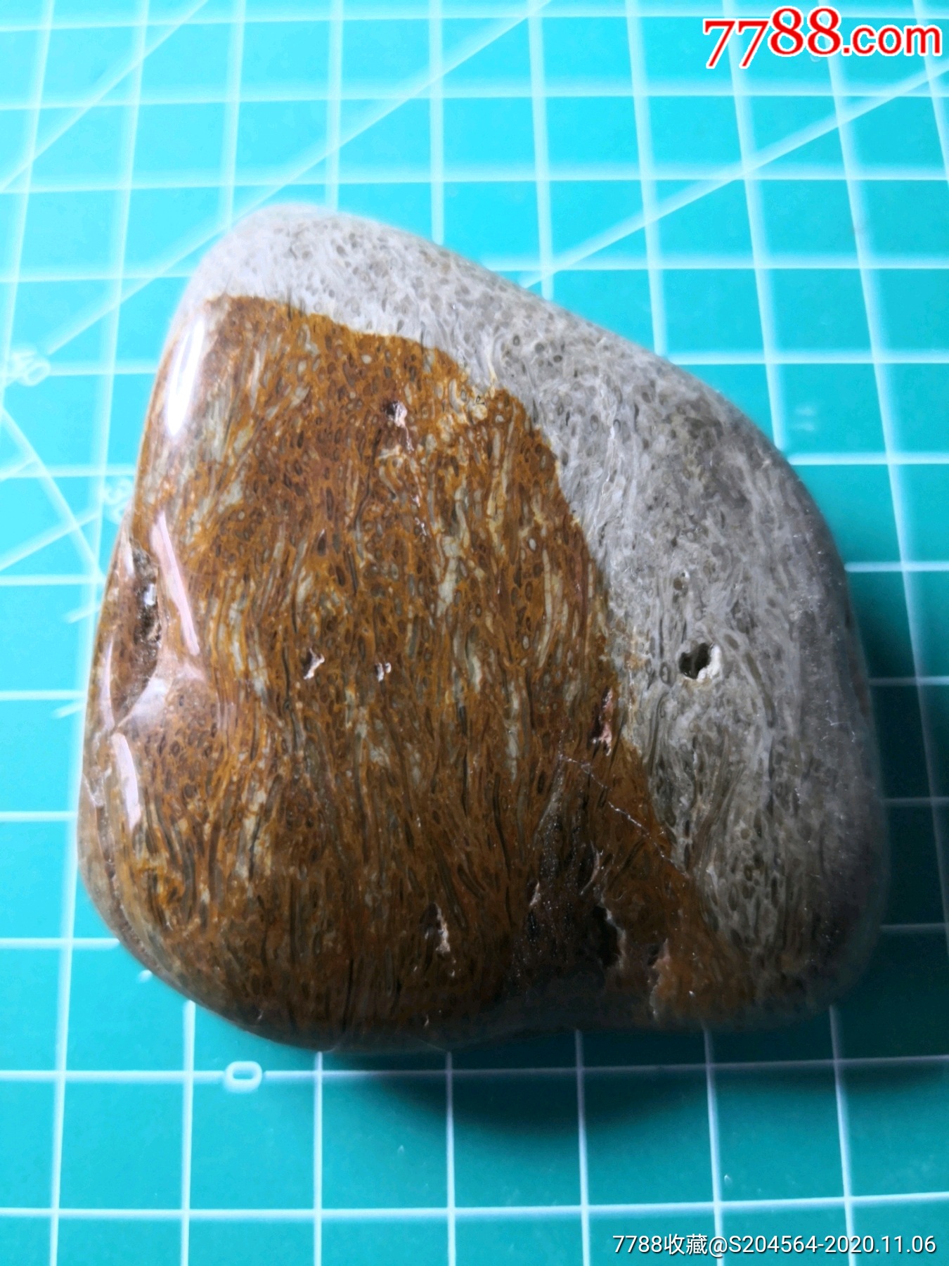 草化石