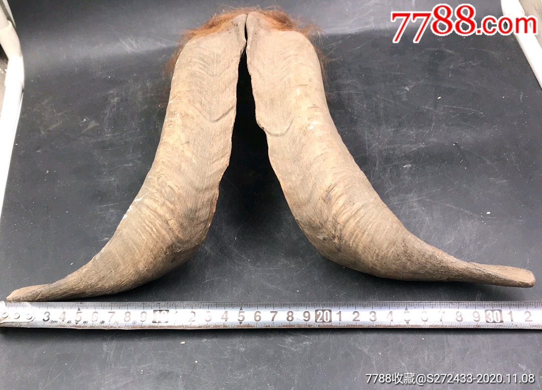 大羊角一个保老保真喜欢不要错过.