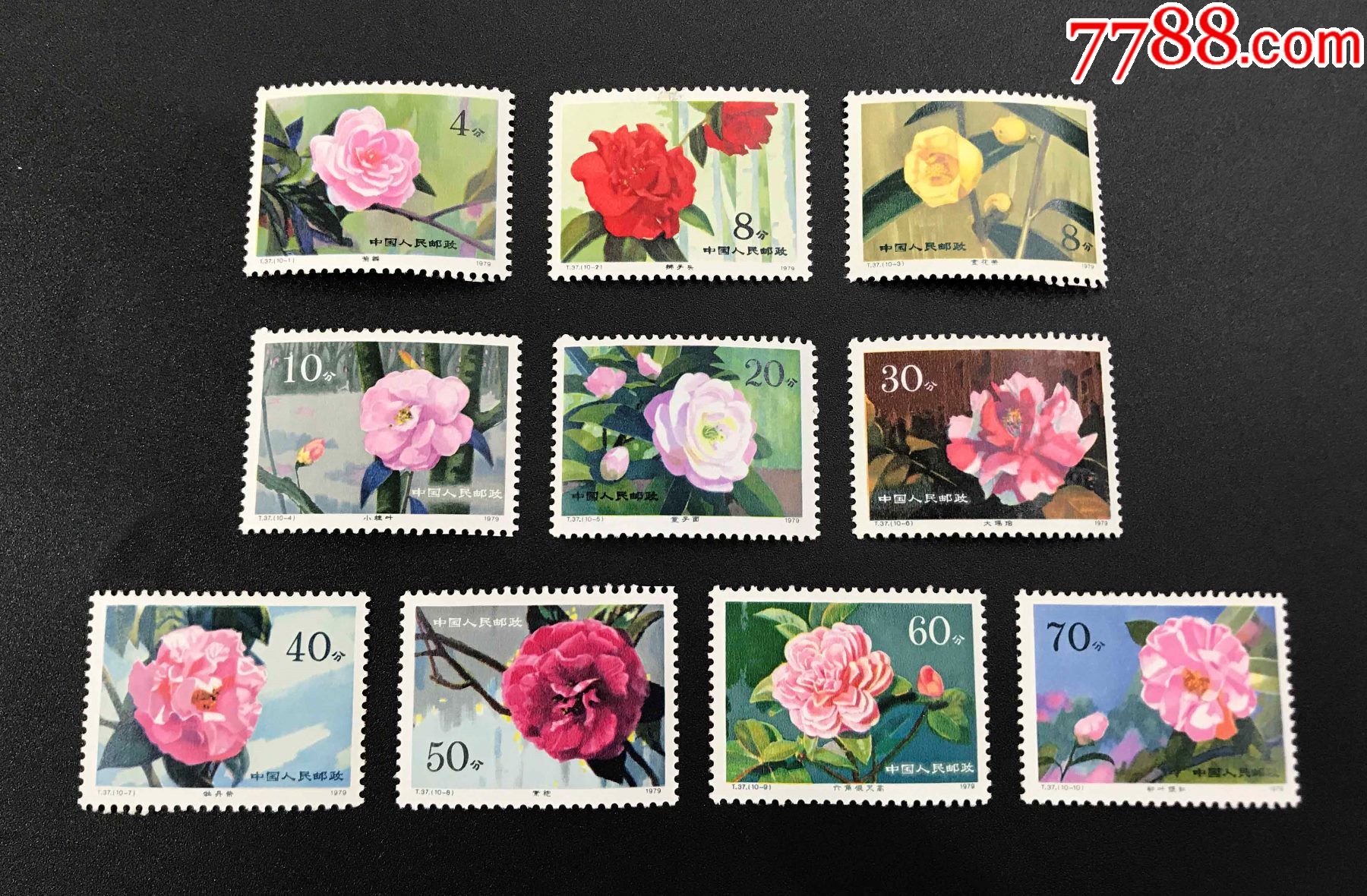 t37云南山茶花邮票全新套票原胶暗黄近全品花卉邮票jt邮票保真