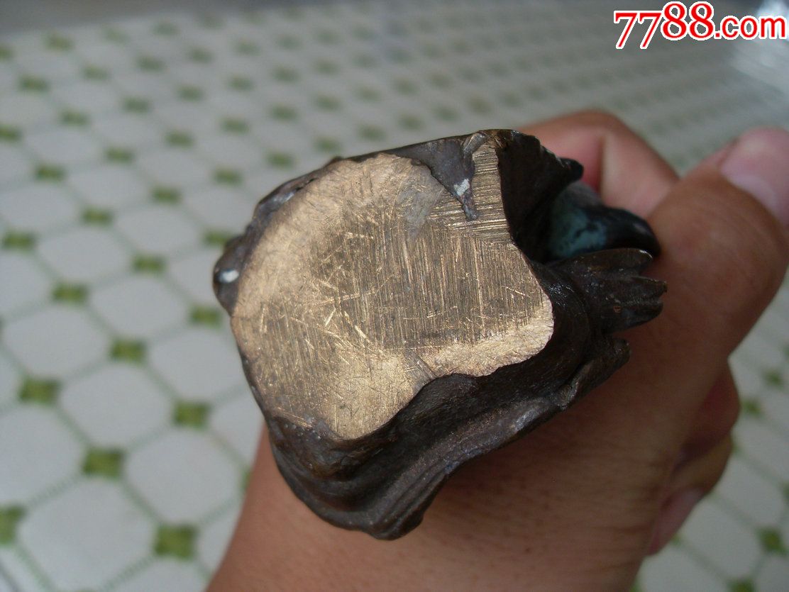 【靓丽品种】罕见美品老铜海蛟龙!