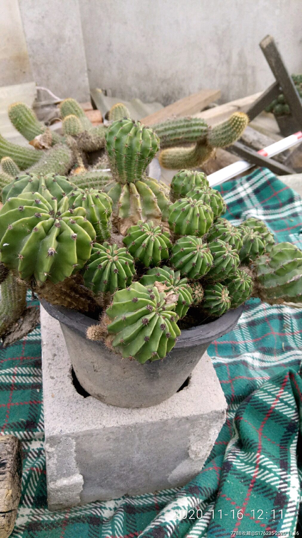 几十年种了,多年30几个头仙人球.盆景