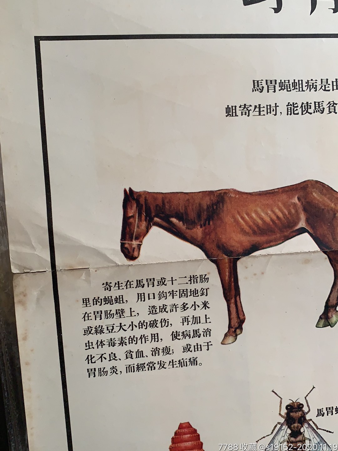 马胃蝇蛆病的防治