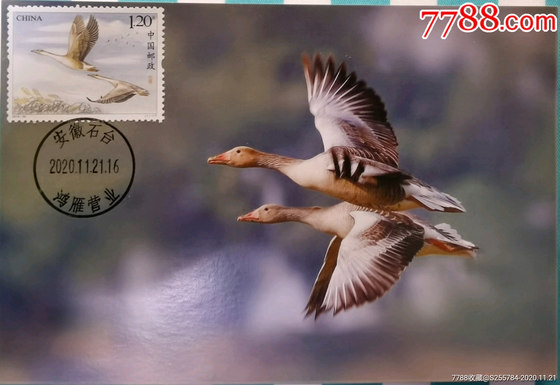 201822大雁邮票极限片盖安徽石台鸿雁日戳非首日品种4