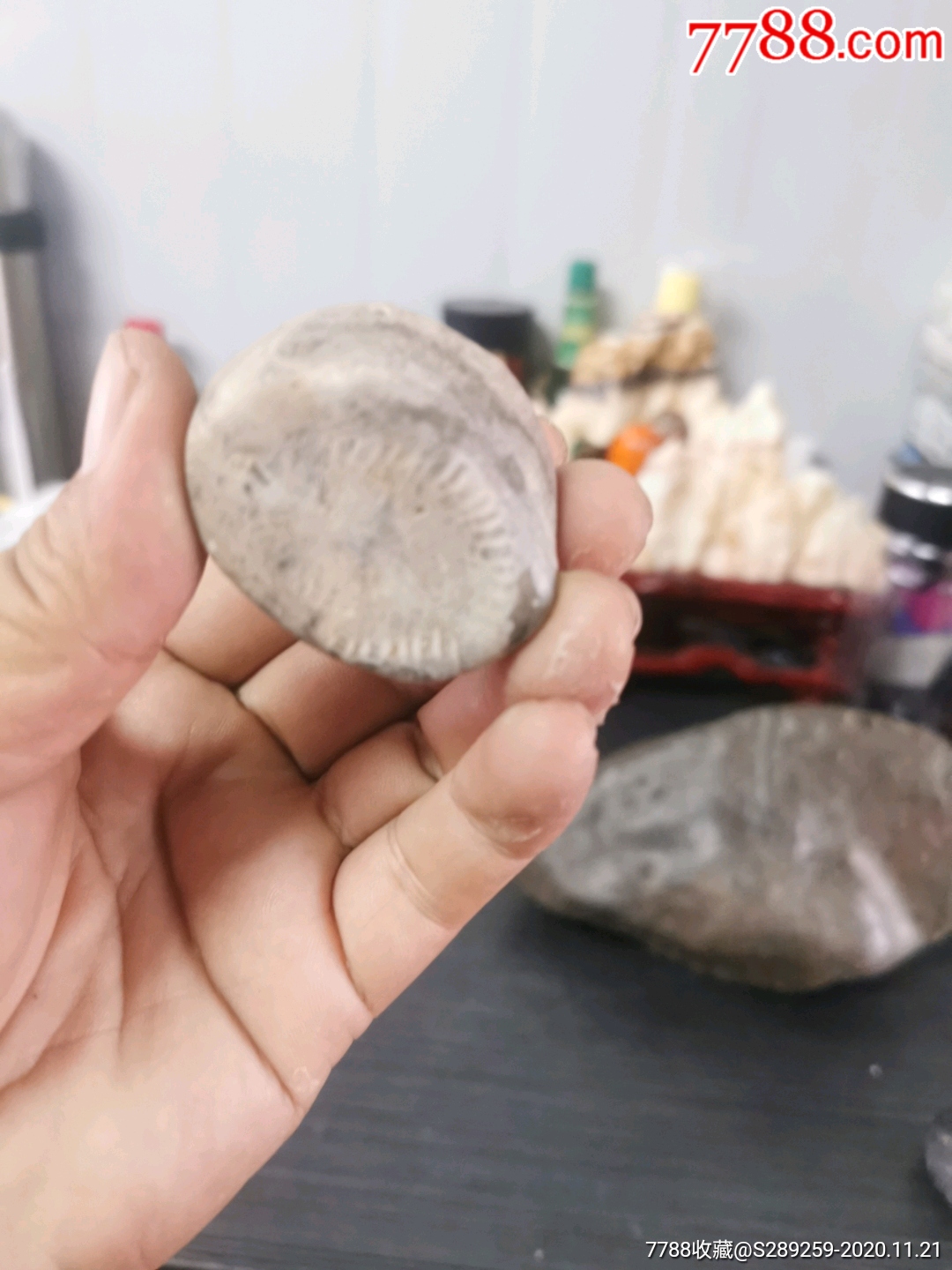 海螺化石