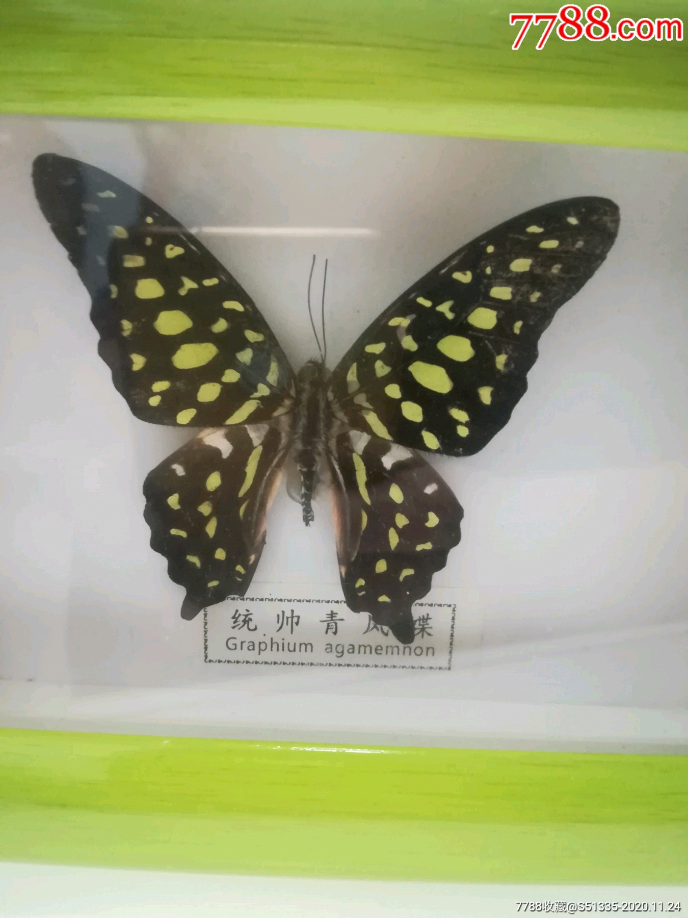 蝴蝶标本摆件统帅青凤蝶-蝴蝶/昆虫标本-7788收藏