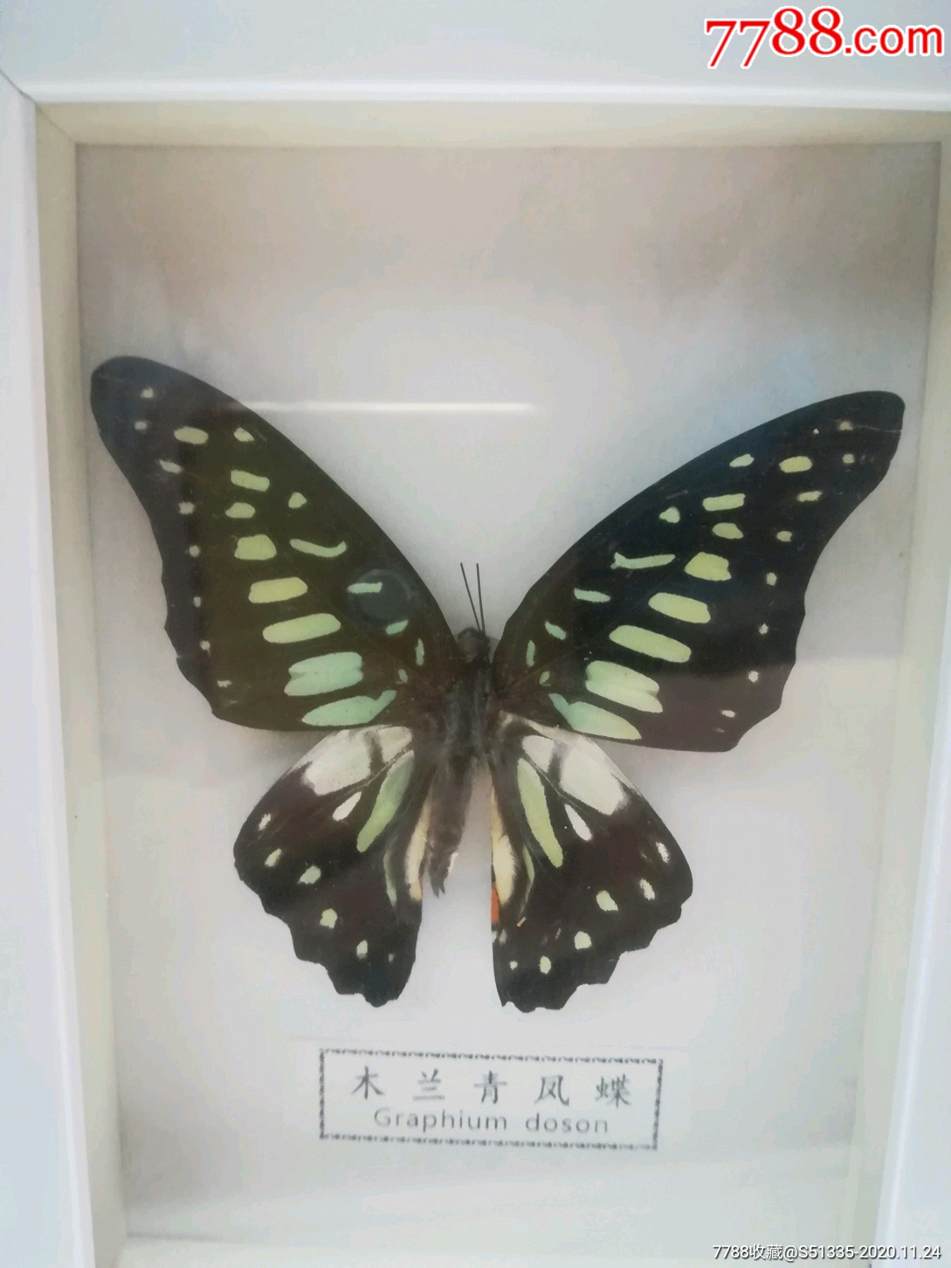 蝴蝶标本摆件木兰青凤蝶