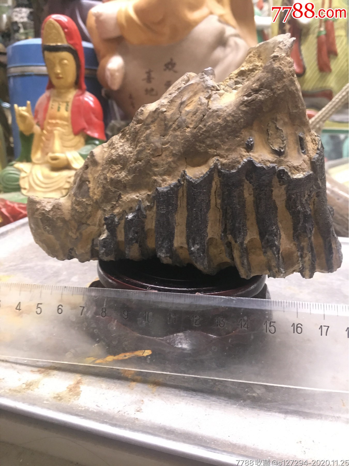 猛犸槽牙化石比较完整