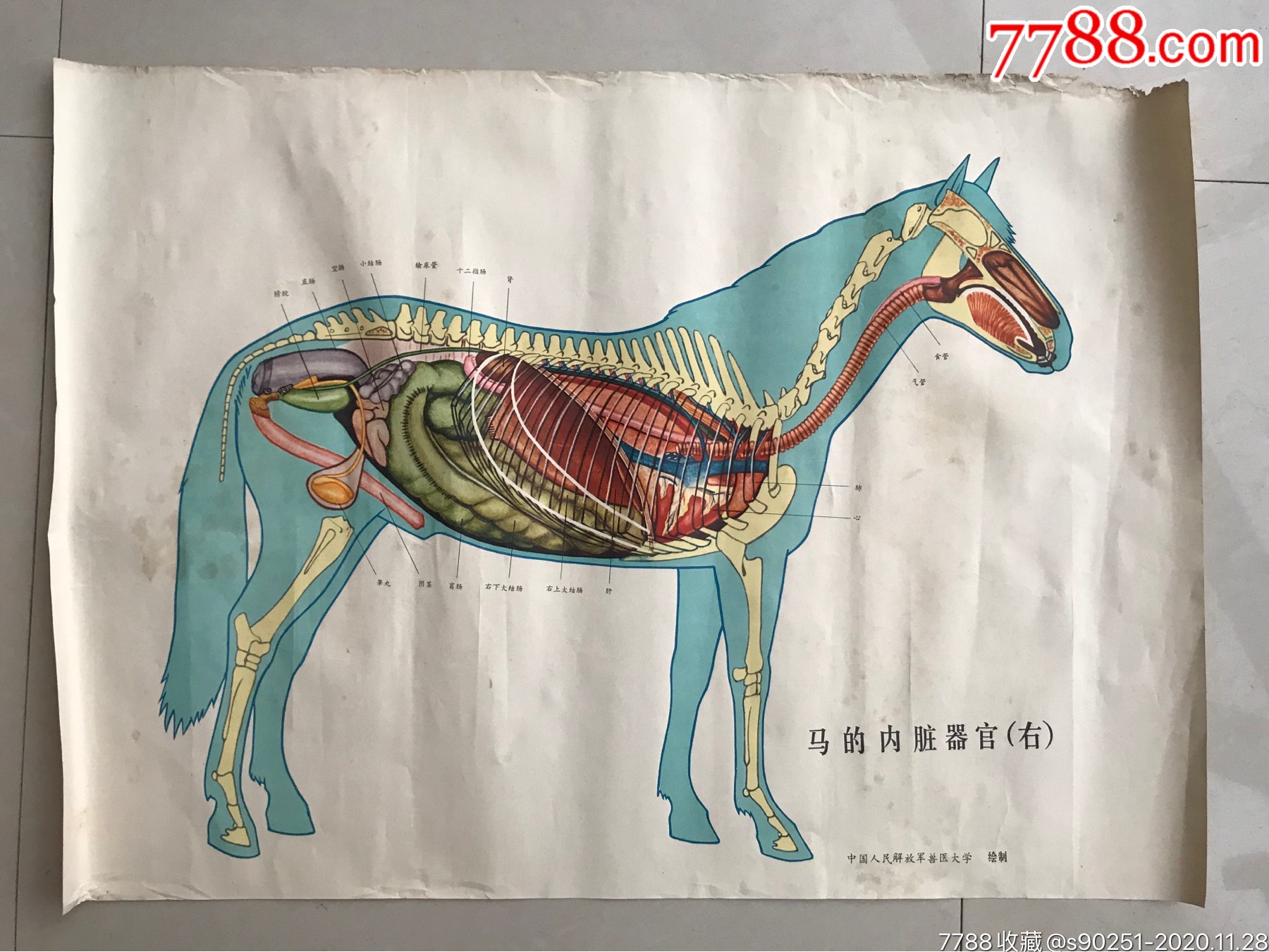 公马的好大器官图片