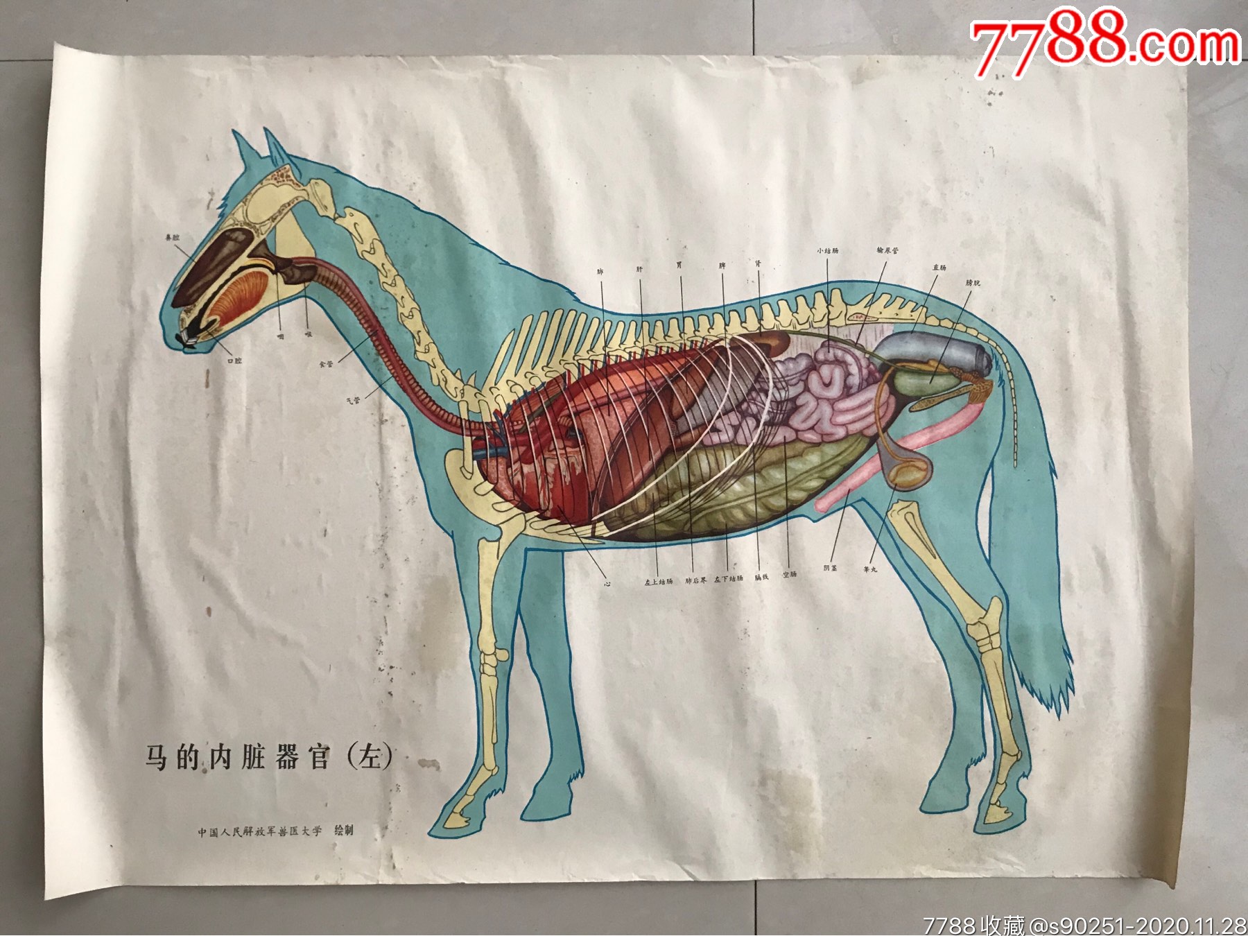 公马的好大器官图片