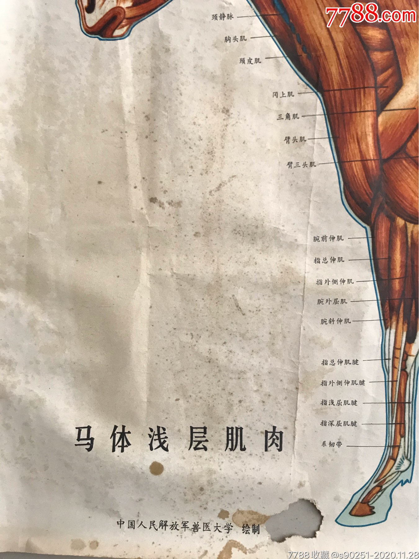 中国人民解放军兽医大学《马体浅层肌肉》