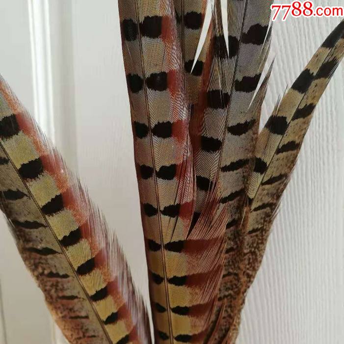 天然羽毛鸟类翎羽收藏居家装饰风水摆件舞台道具鸿艺堂古董