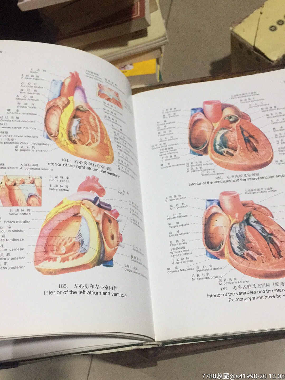 解剖图彩图图片