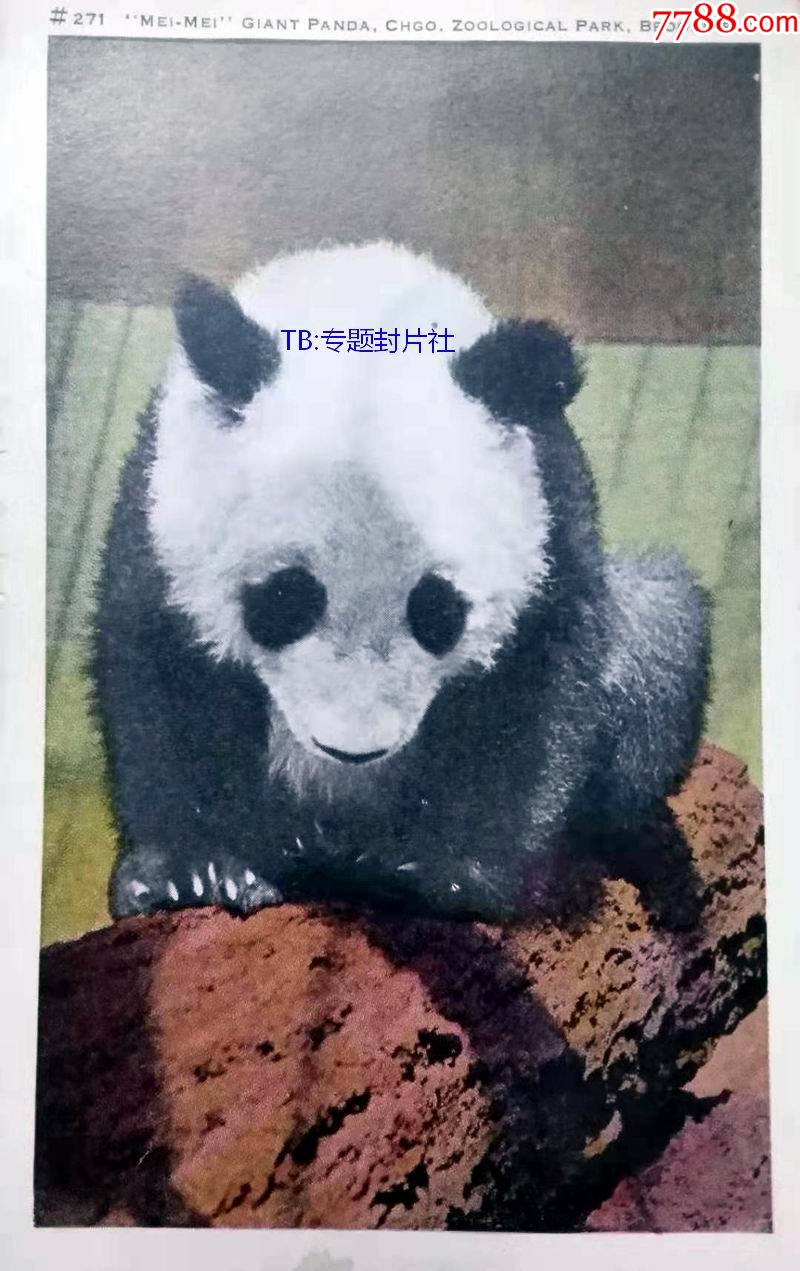 清代民国老明信片1920年代国宝大熊猫彩色明信片店内更多