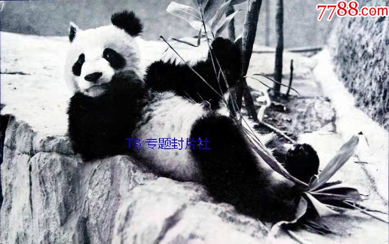清代民国老明信片-1920年代国宝大熊猫彩色明信片b【店内更多】