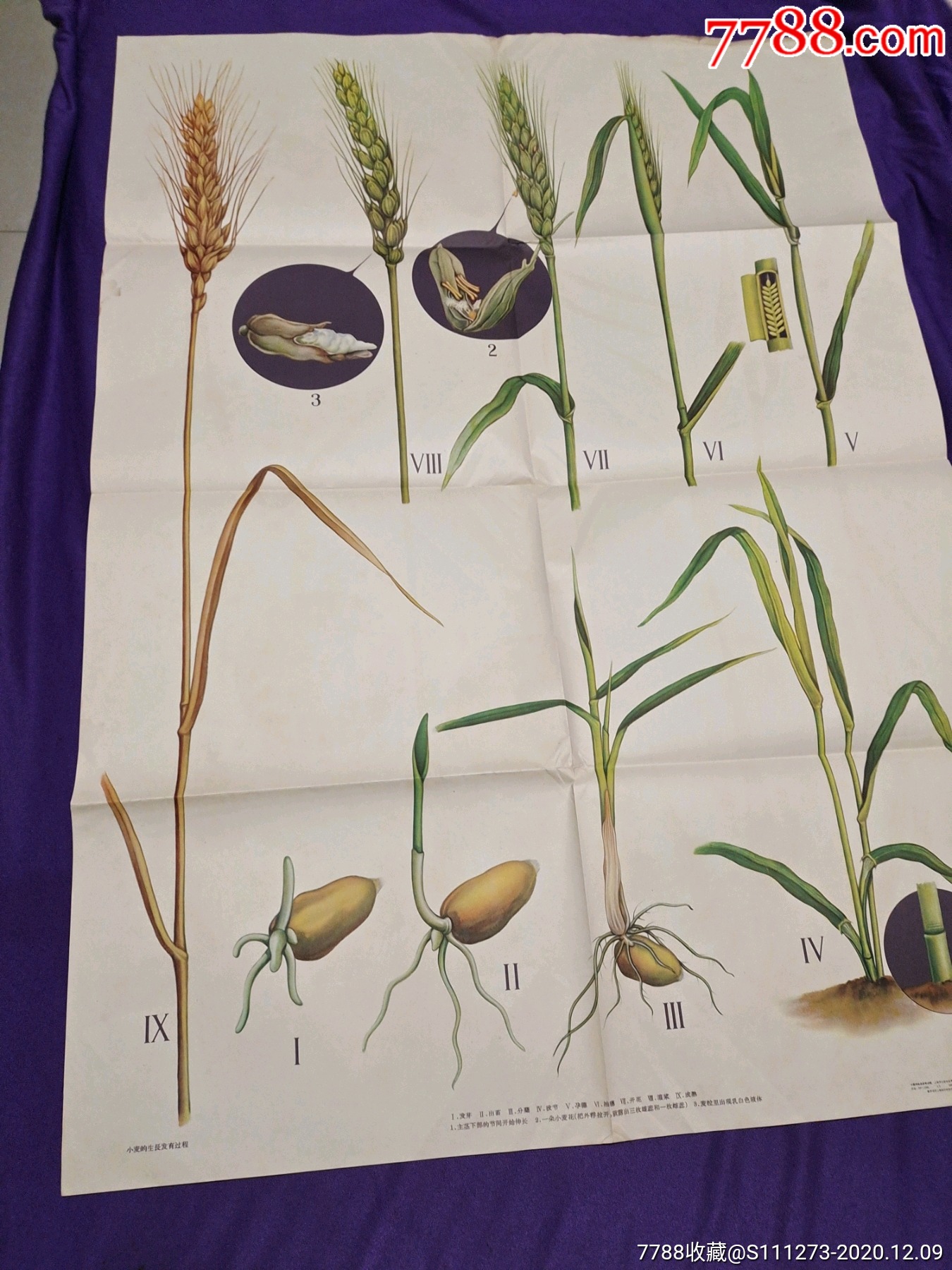 小麦幼穗分化时期图片