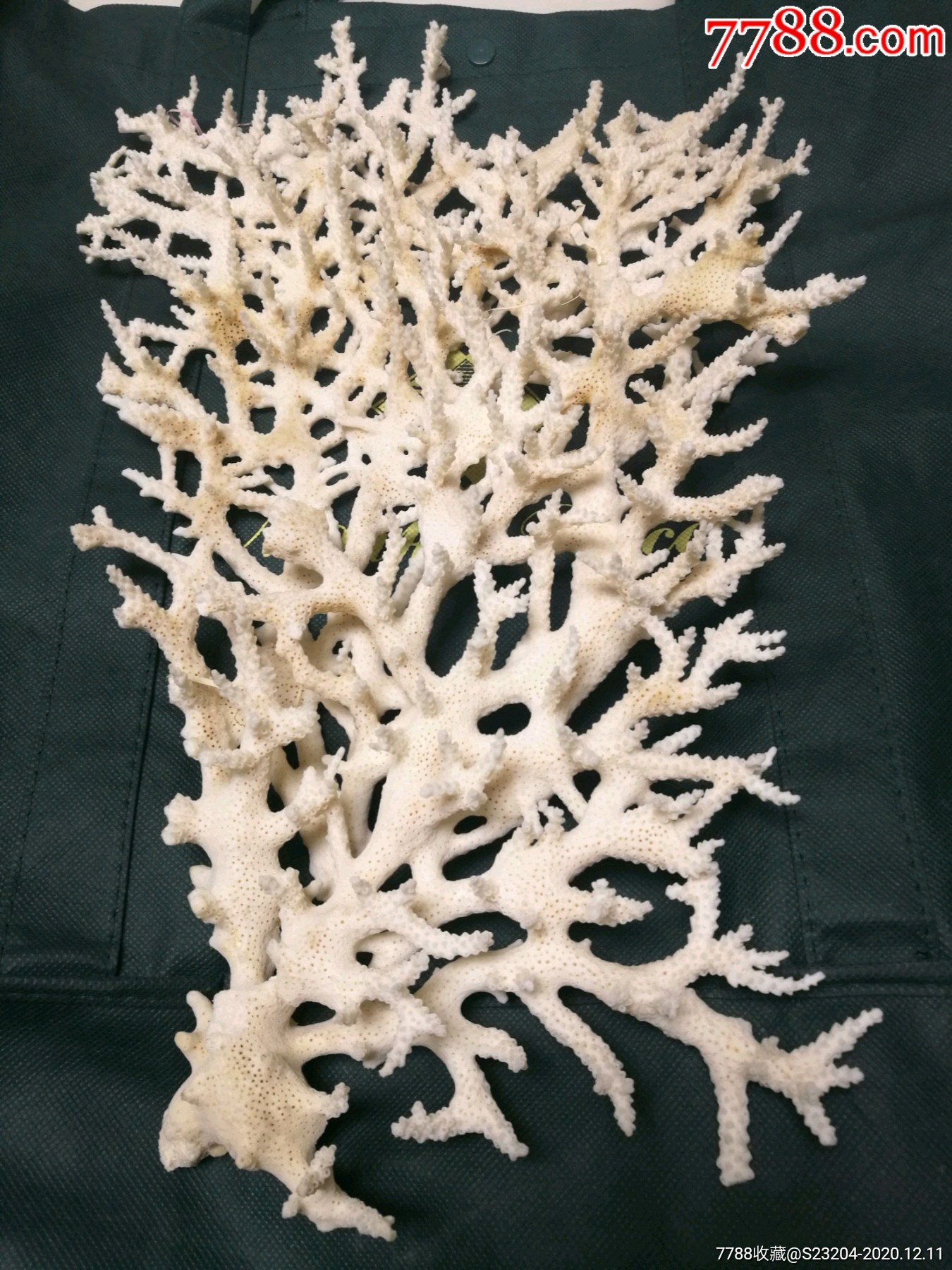 天然深海白珊瑚树