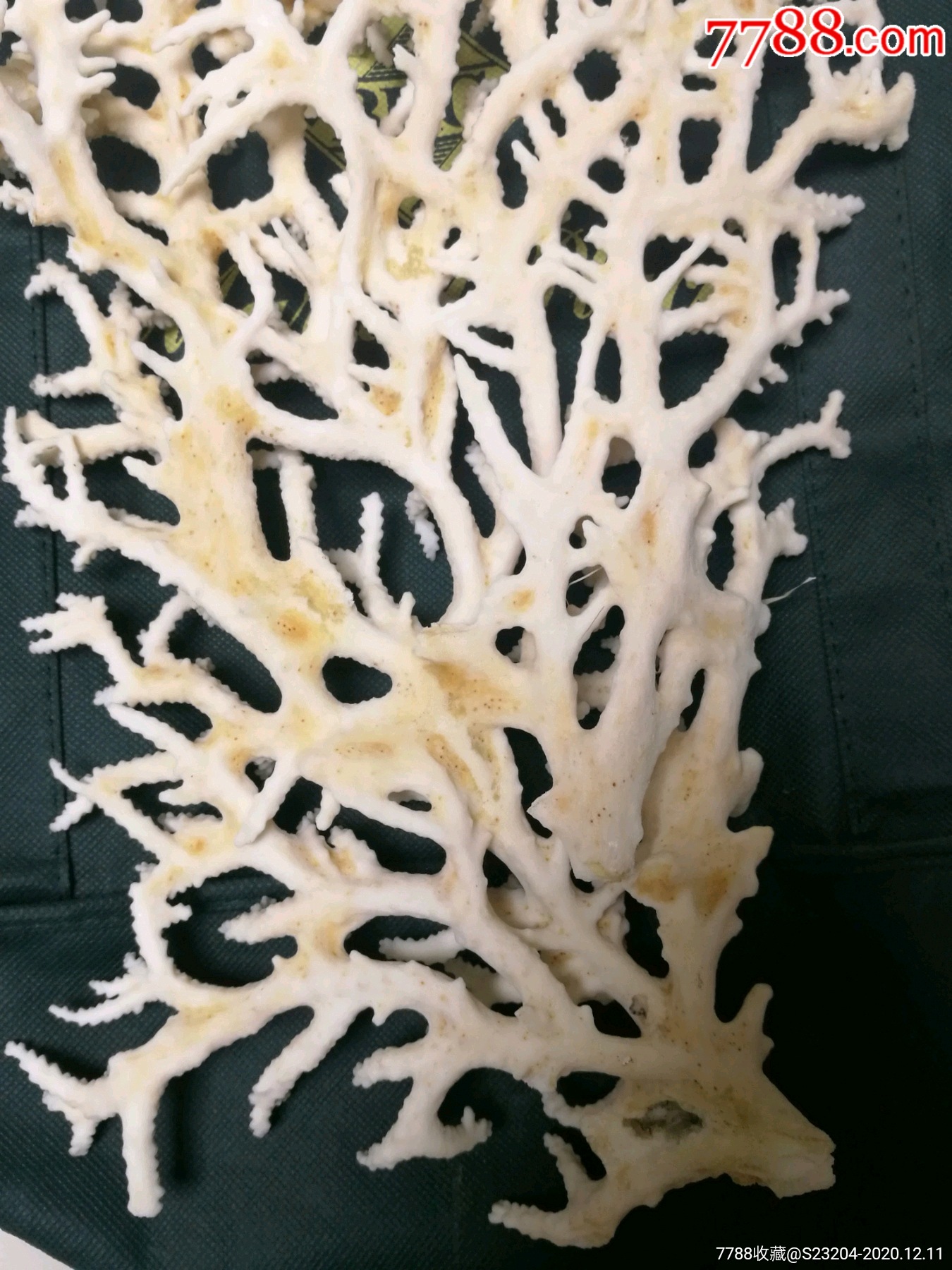 首页 零售 珊瑚 >> 天然深海白珊瑚树滚动鼠标滚轴