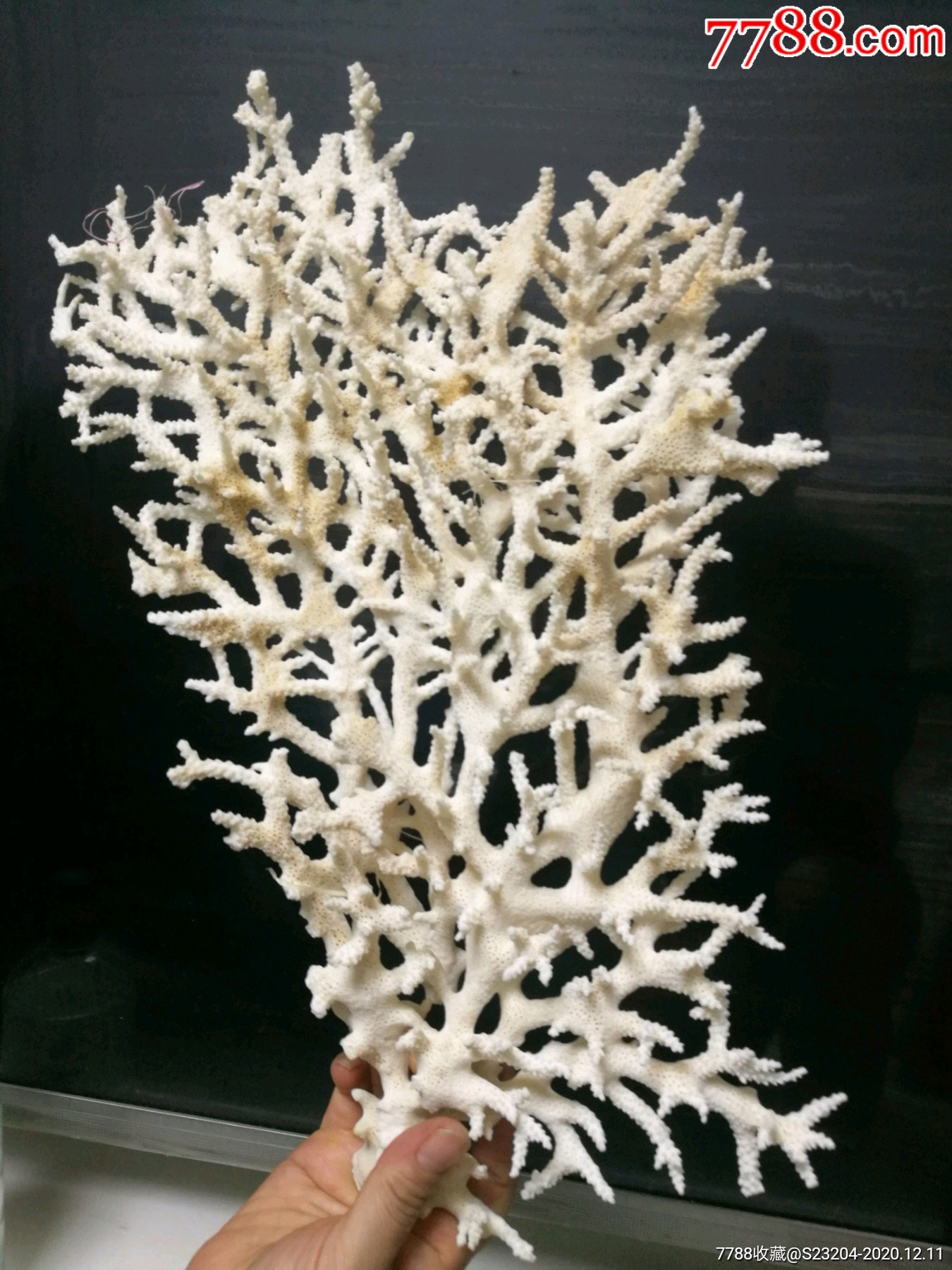 天然深海白珊瑚树