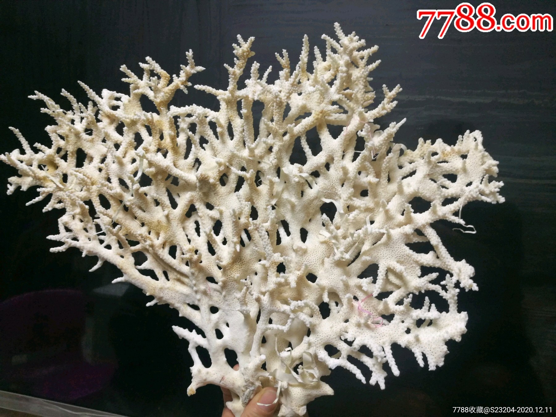 天然深海白珊瑚树