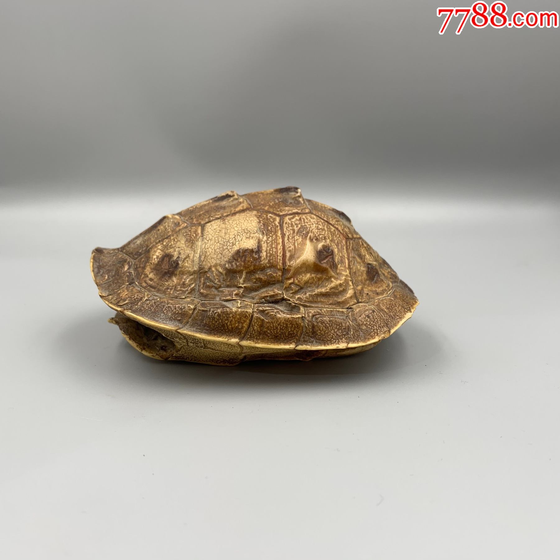 老龟壳完整-甲壳制品-7788股票收藏