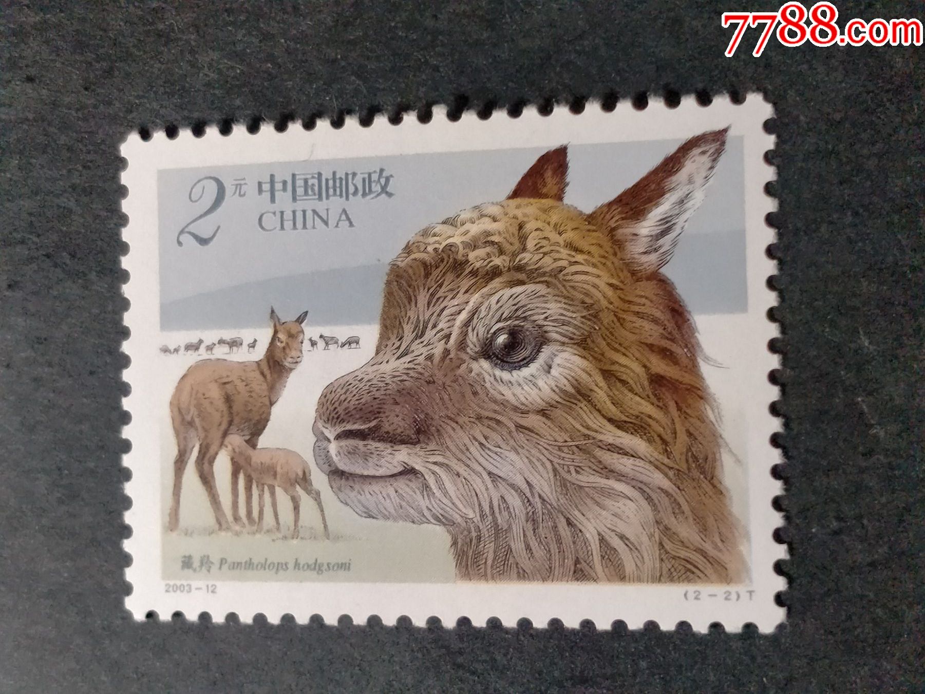 2003-12藏羚羊_"t"字邮票_琴屿书香【7788邮票收藏】