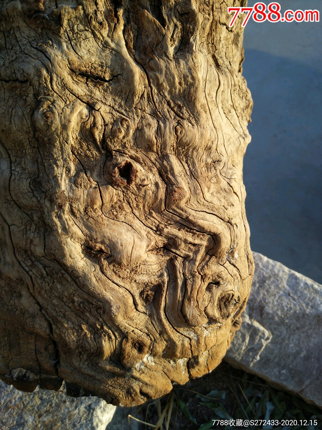浑然天成纹理精美的百年老枣木风化木墩,摆设佳品