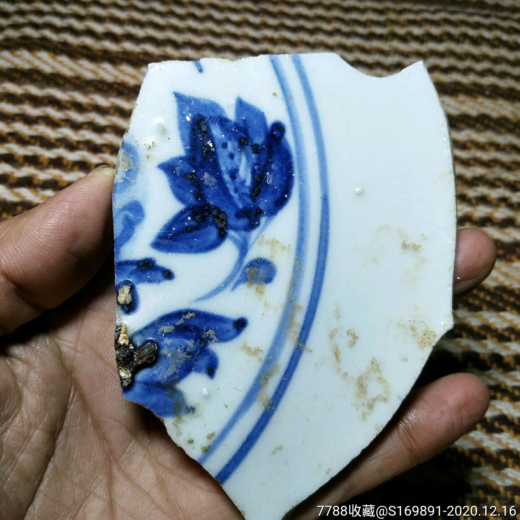 明早期苏麻离青标本