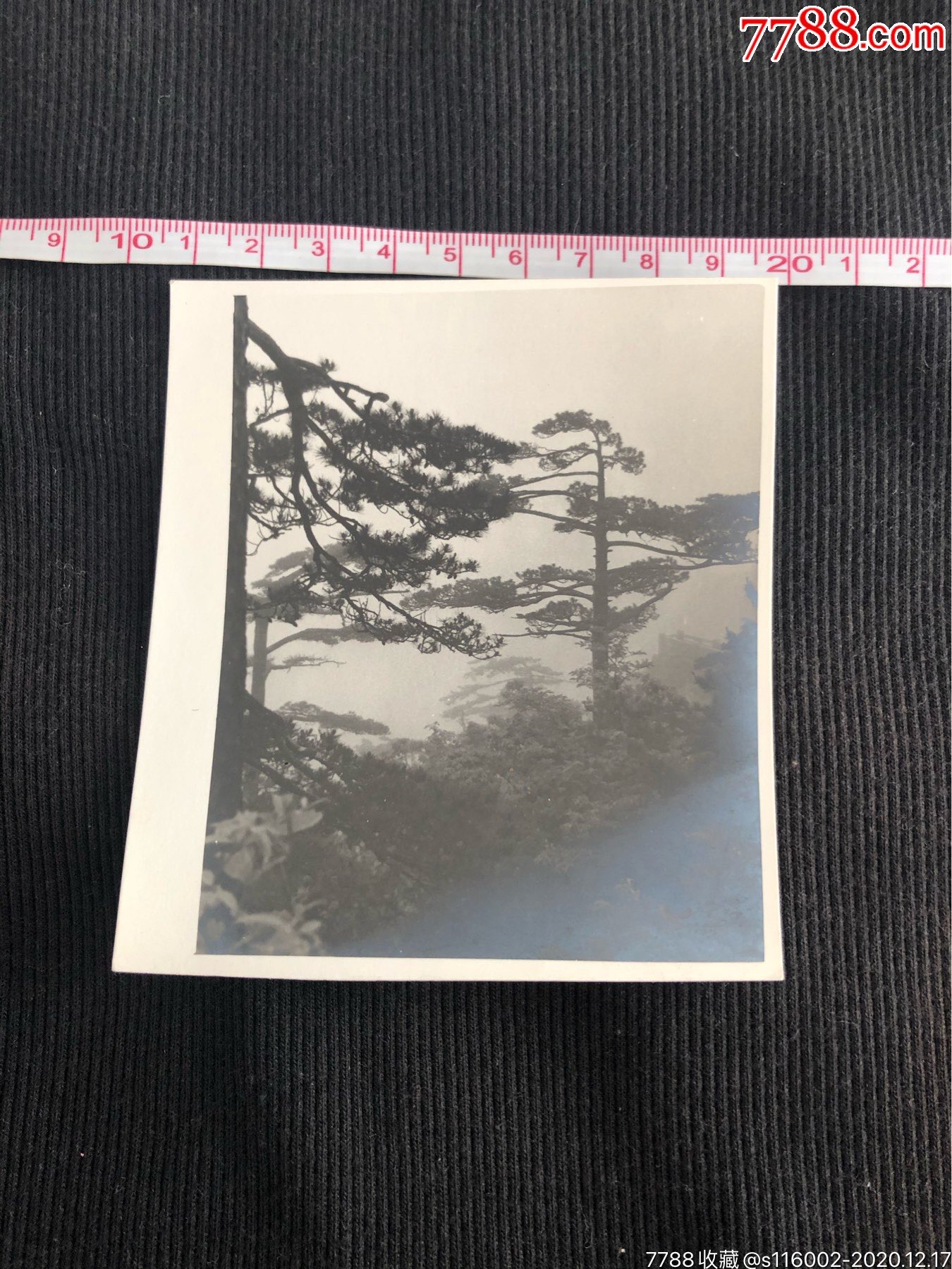 七八十年代大山松树照片_价格25元【老海军】_第1张_7788收藏__收藏