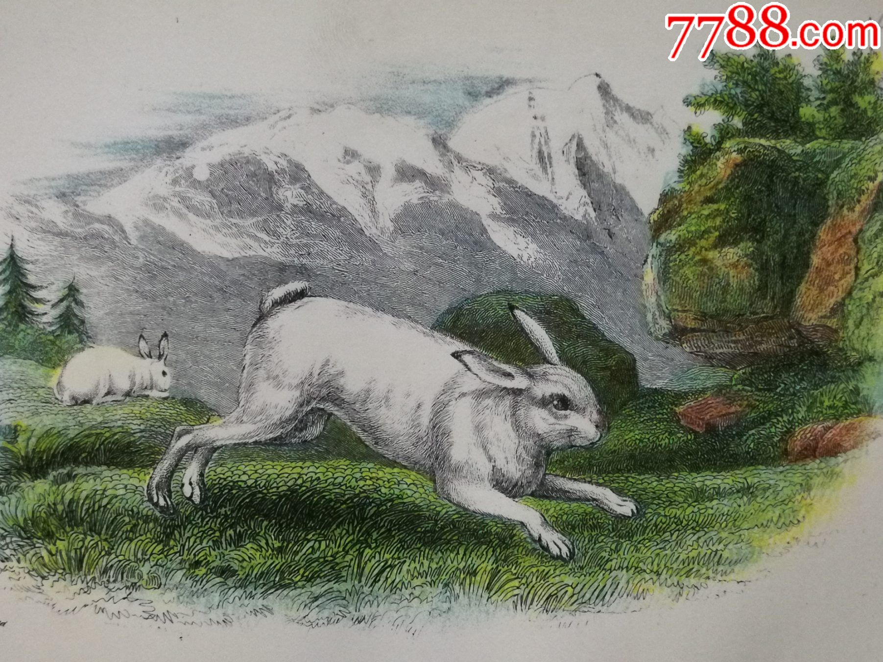 18*6年彩色雕刻版画,哺乳动物图谱《山兔mountain-hare》