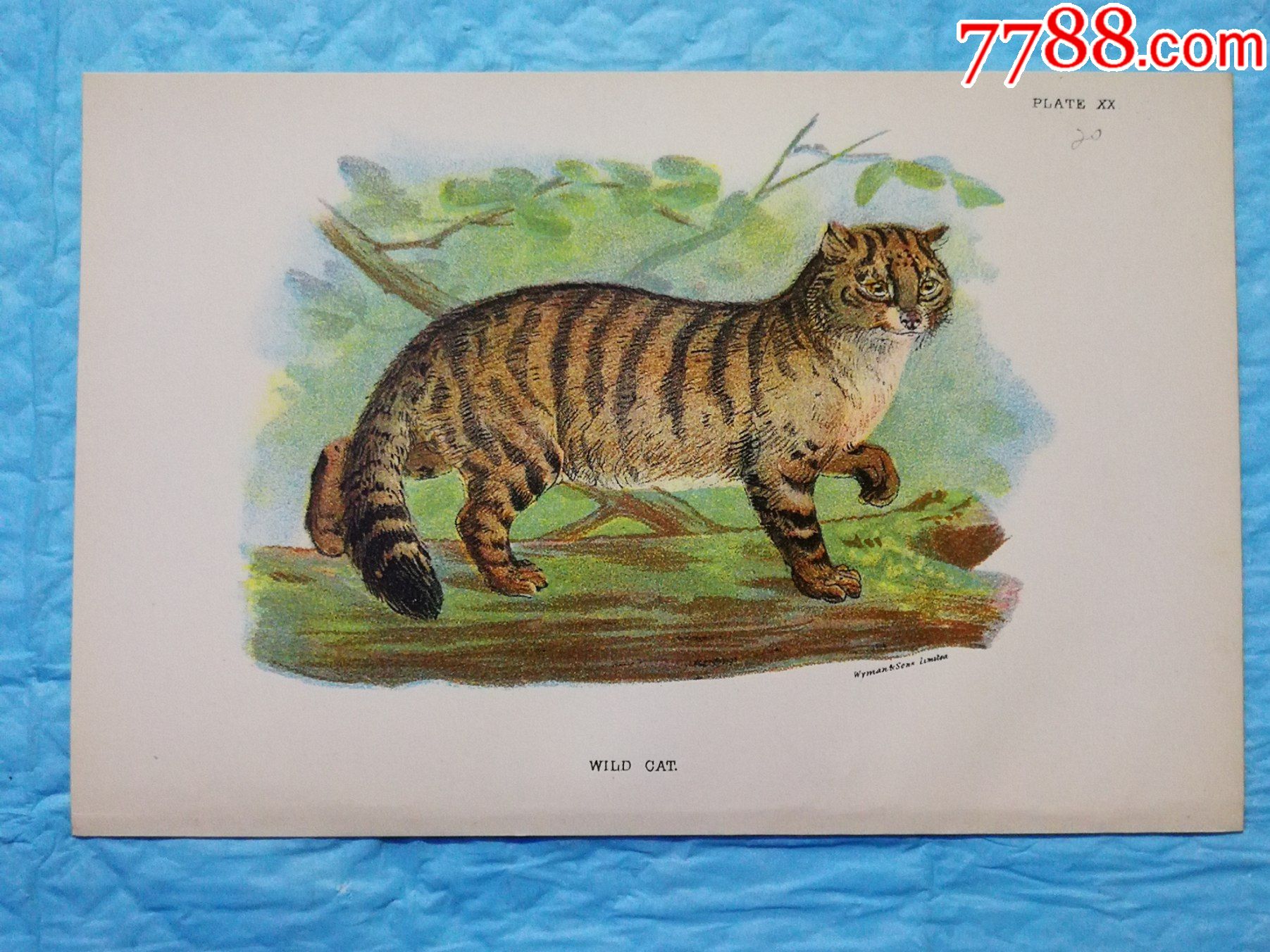 18久6年彩色雕刻版画,食肉动物图谱《野猫wildcat》