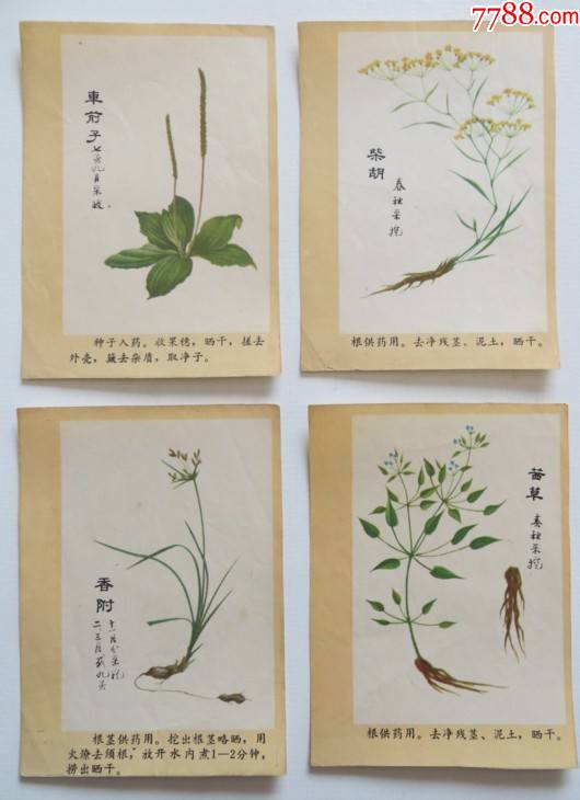 中草药画片20张合售,彩色